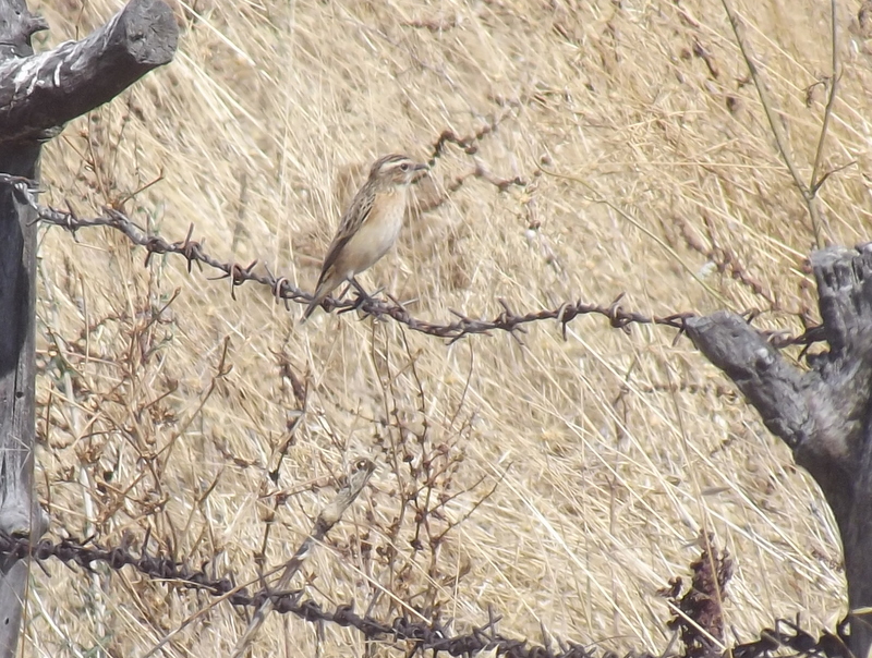 Whinchat