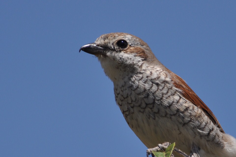 Red-backed Shrike