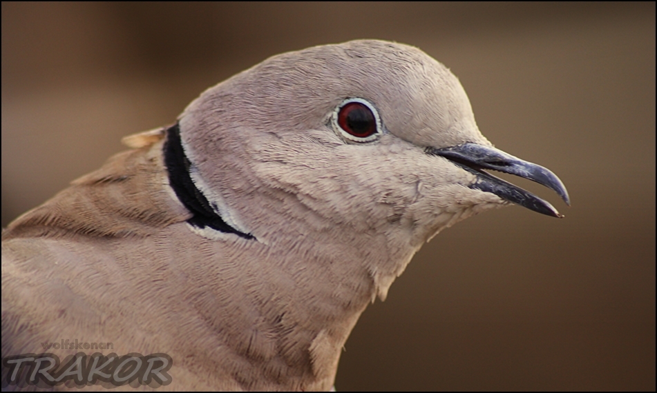 Eurasian Collared Dove