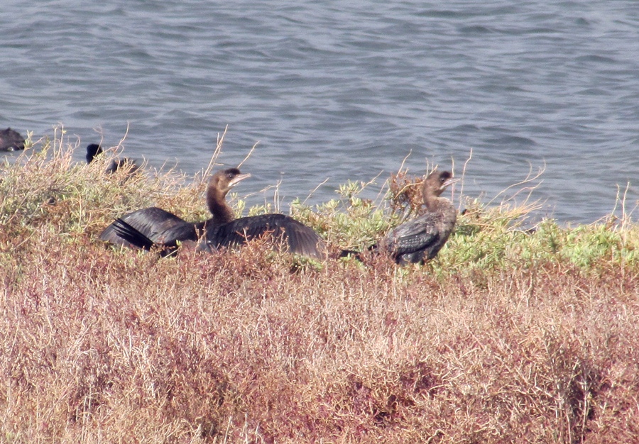 Pygmy Cormorant