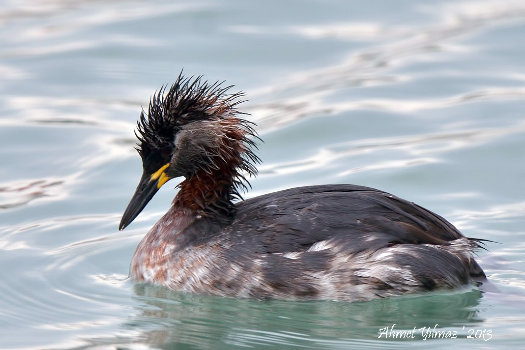 Red-necked Grebe