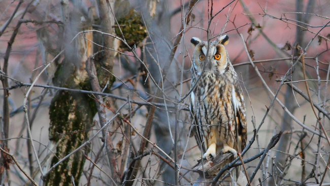 Long-eared Owl