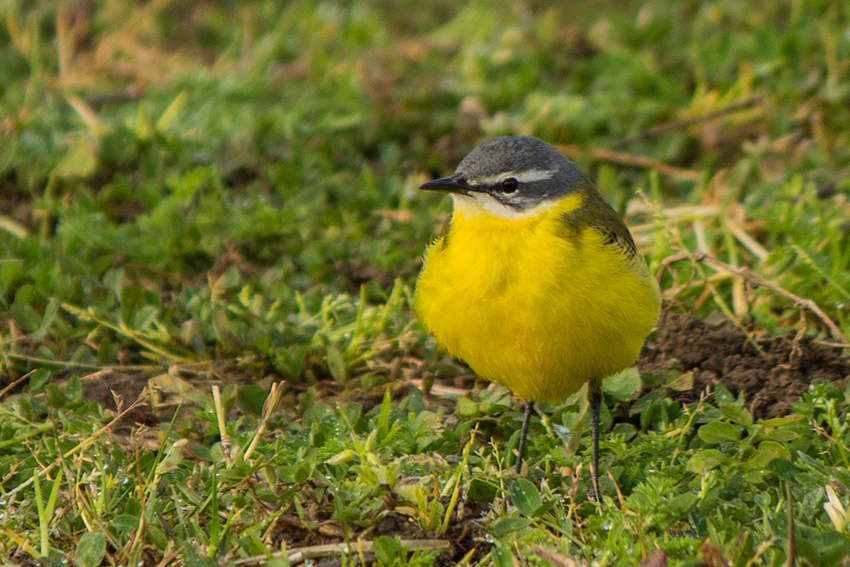 Western Yellow Wagtail