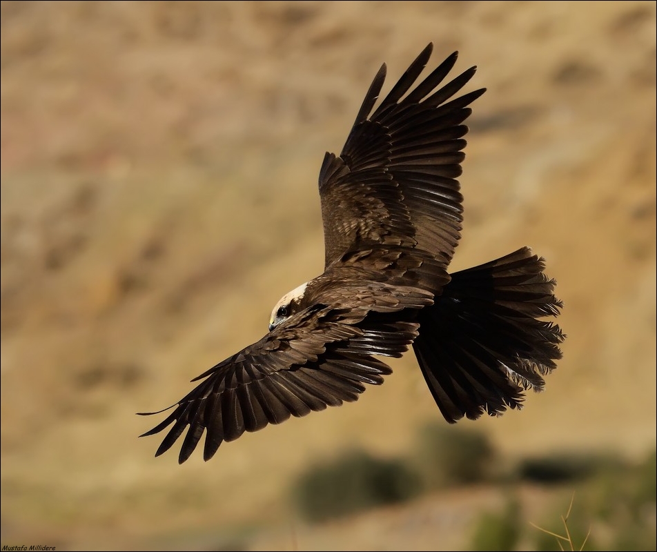 Western Marsh Harrier