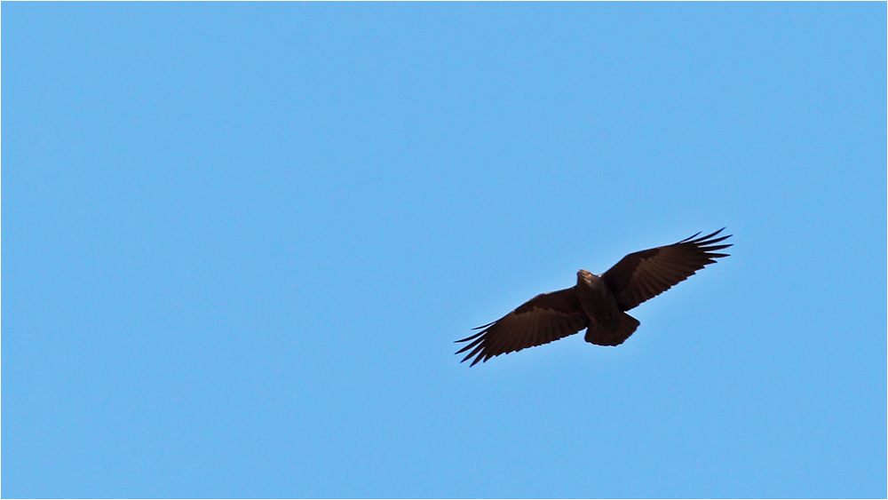 Fan-tailed Raven