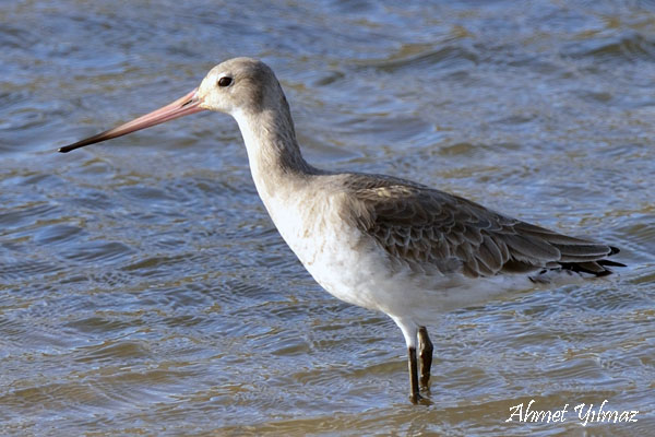 Black-tailed Godwit