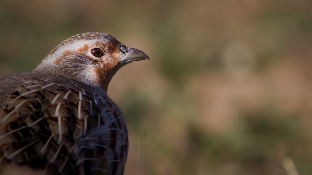 Grey Partridge