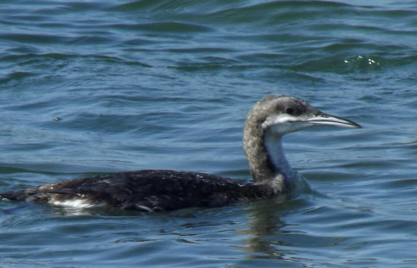 Black-throated Loon