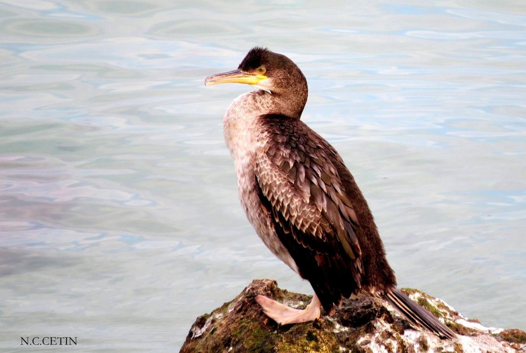 Great Cormorant