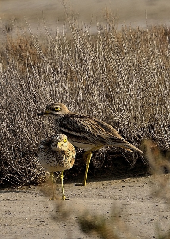 Eurasian Stone-curlew