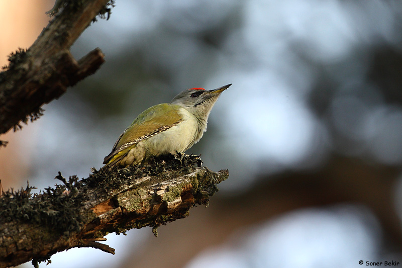 Grey-headed Woodpecker