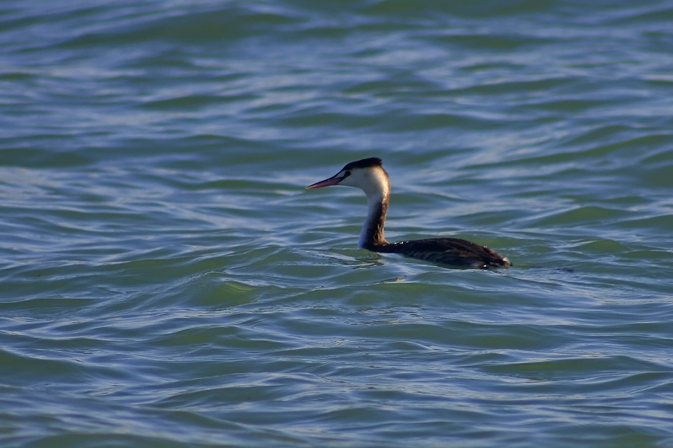 Great Crested Grebe