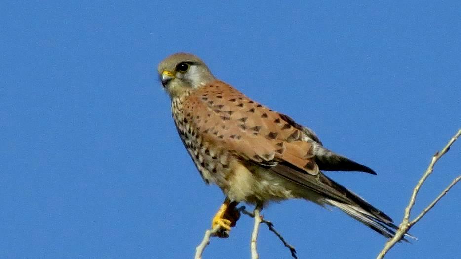 Common Kestrel