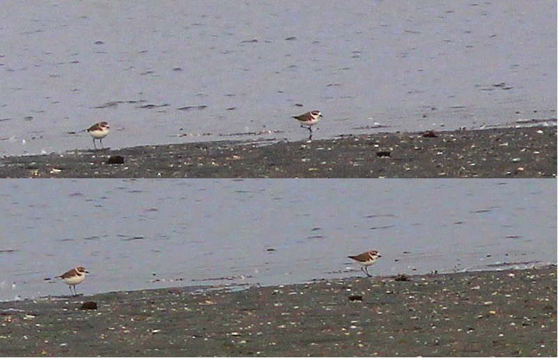Kentish Plover