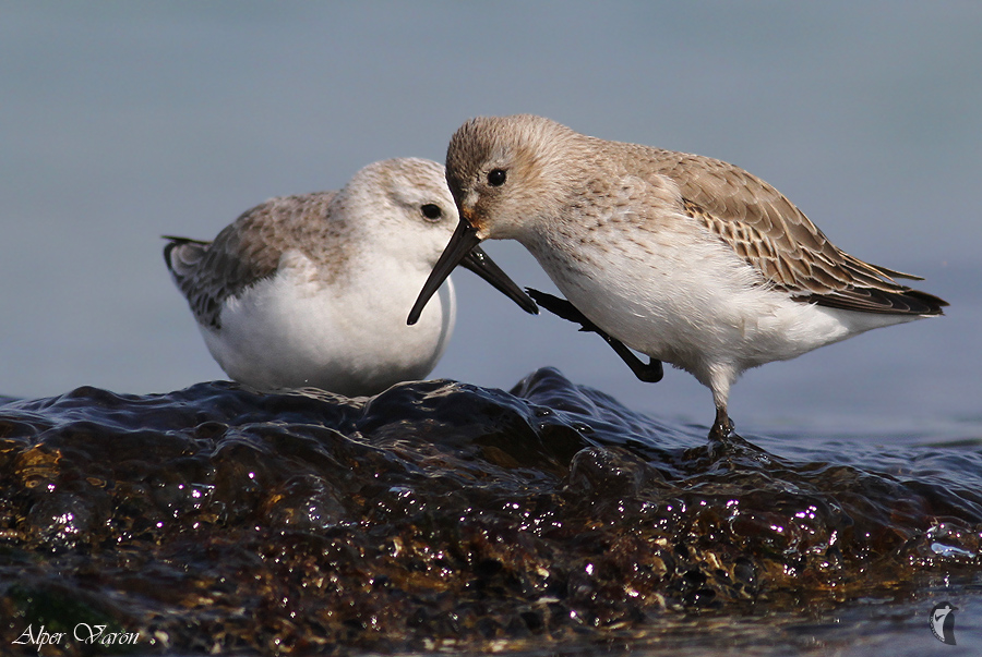 Dunlin