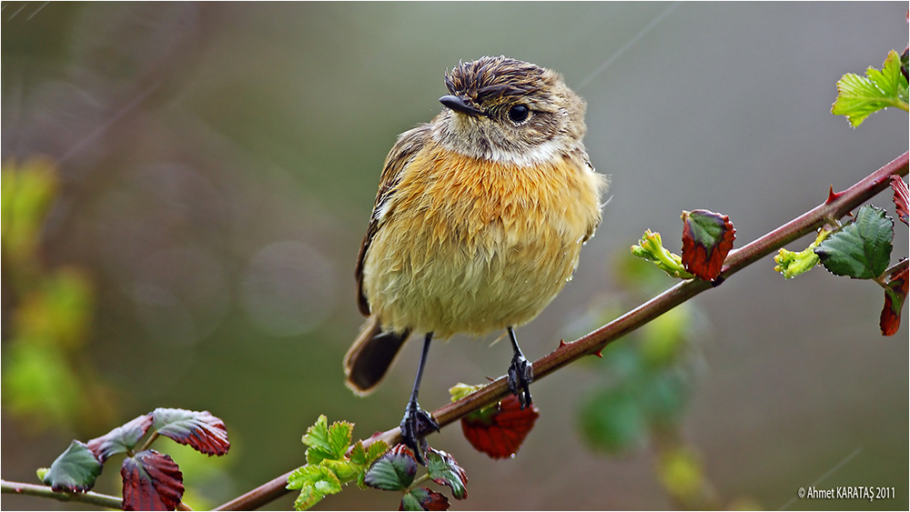 European Stonechat
