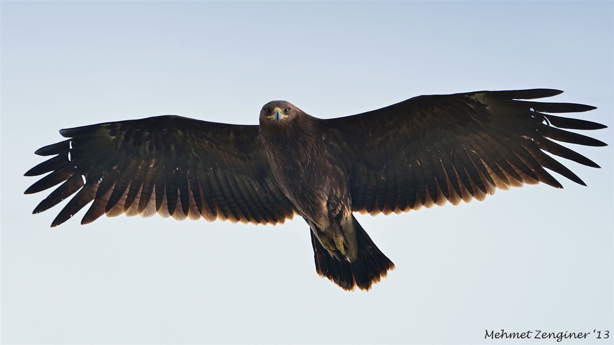 Greater Spotted Eagle