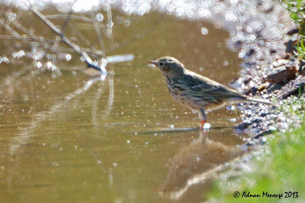 Meadow Pipit