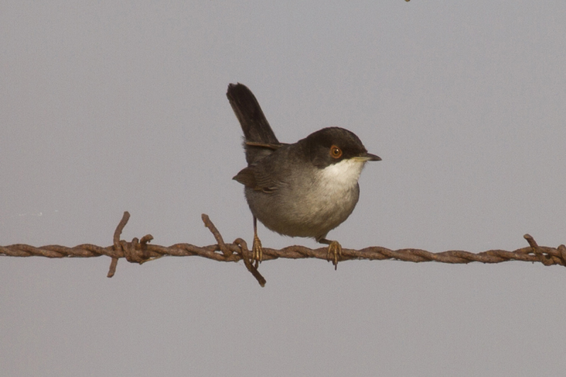 Sardinian Warbler