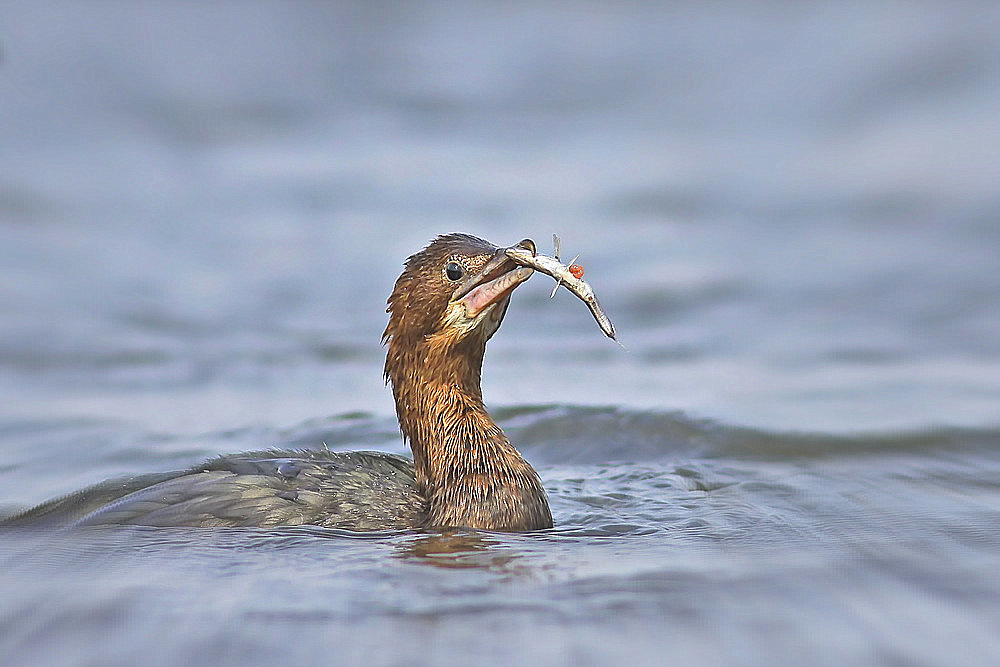 Pygmy Cormorant