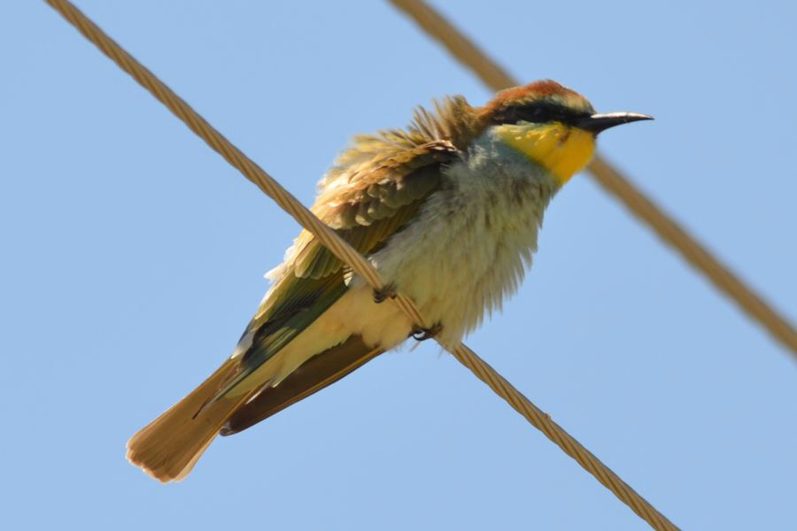 European Bee-eater