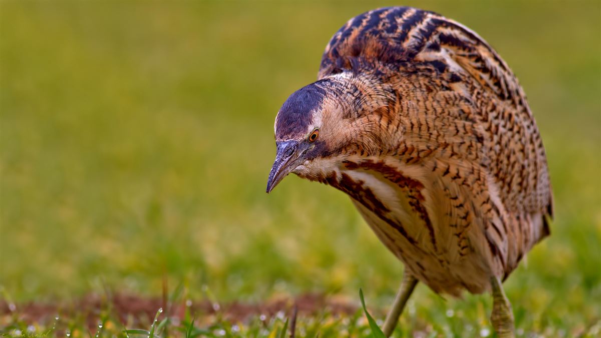 Eurasian Bittern