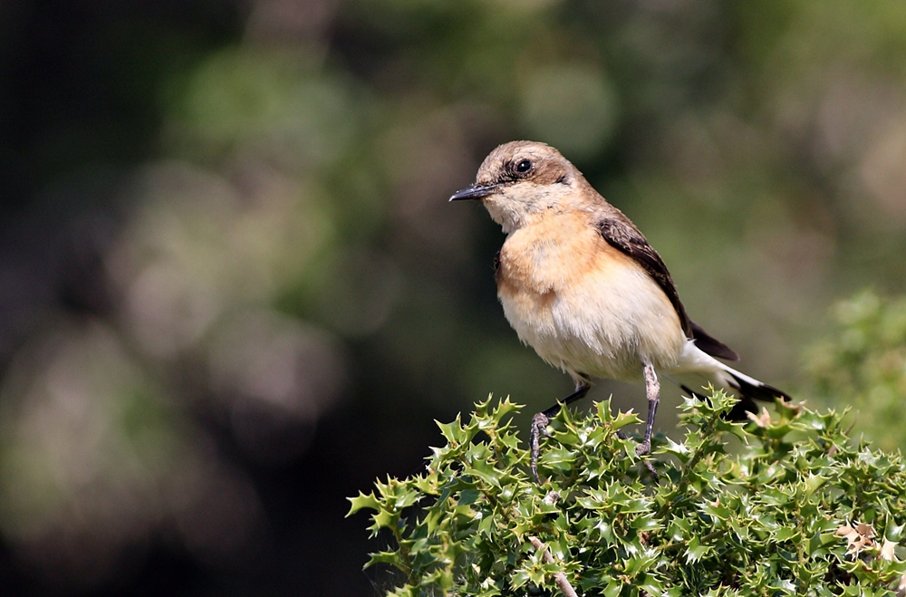 Black-eared Wheatear
