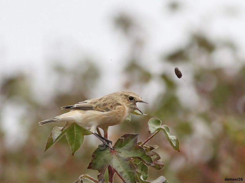 Siberian Stonechat