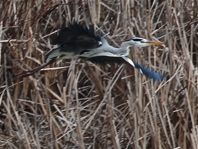 Grey Heron