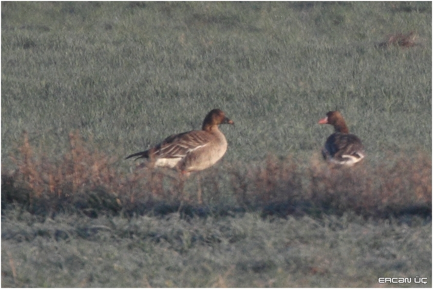 Tundra Bean Goose