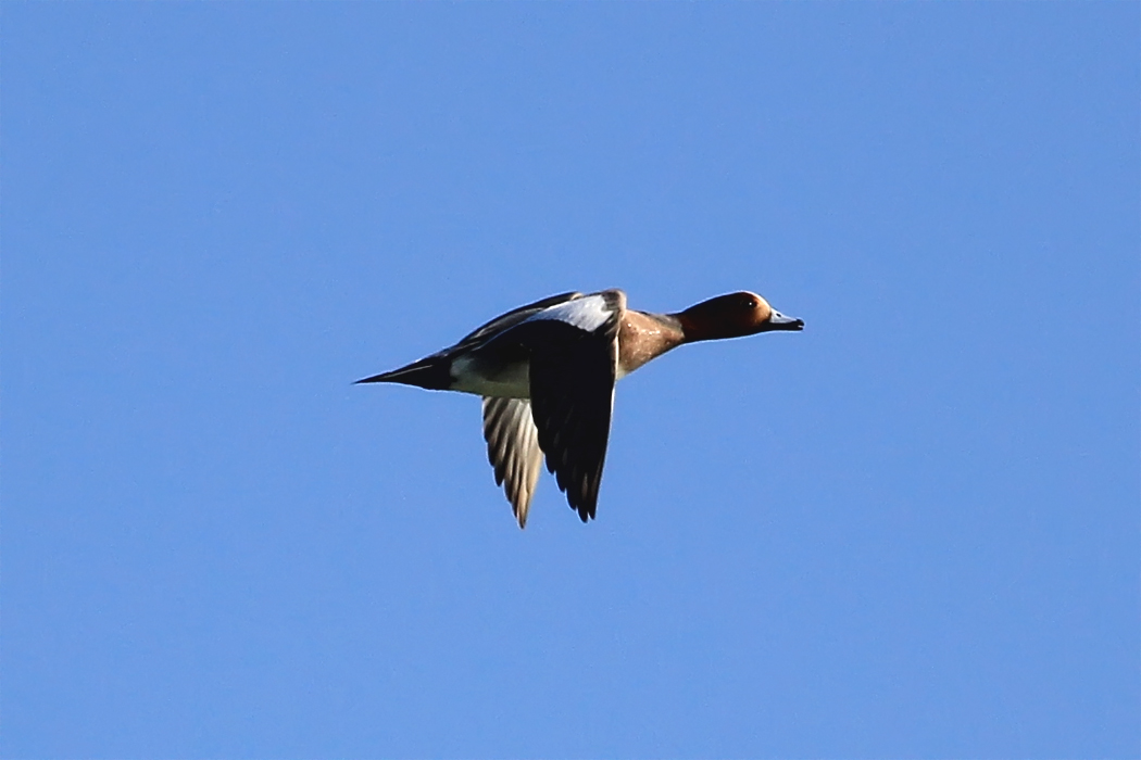 Eurasian Wigeon