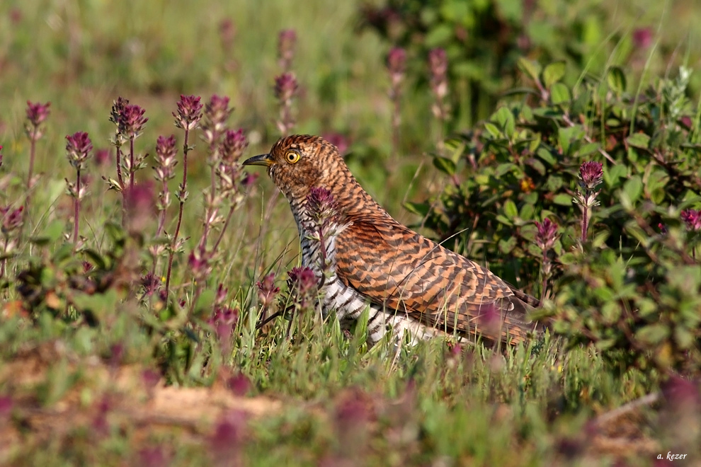 Common Cuckoo