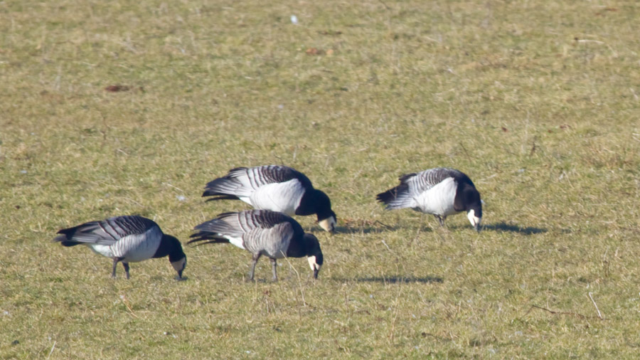 Barnacle Goose
