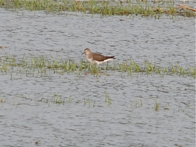 Green Sandpiper