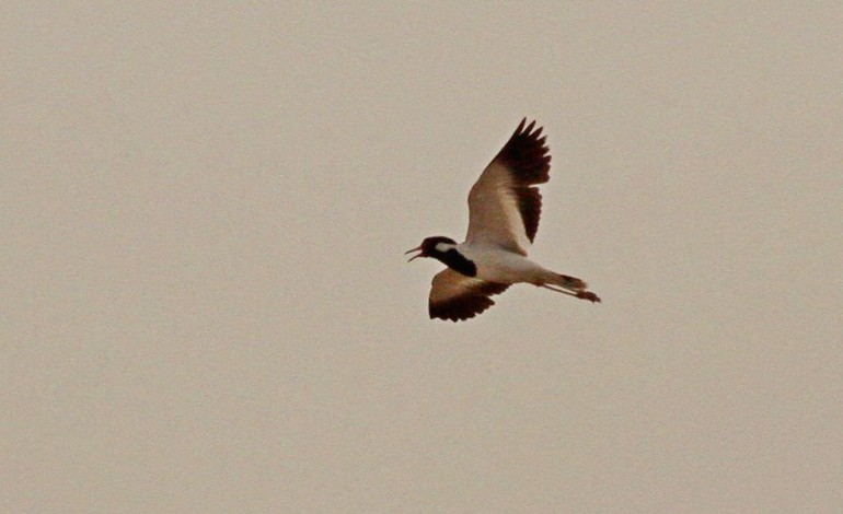 Red-wattled Lapwing