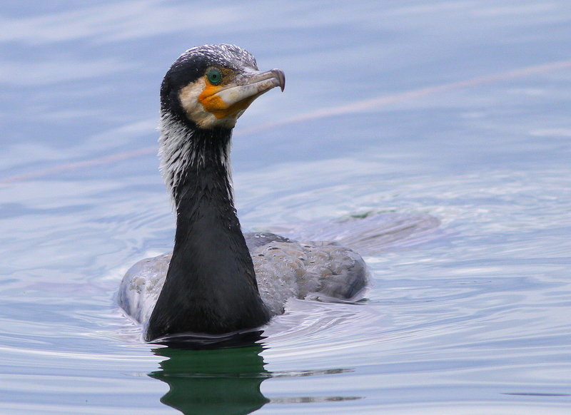 Great Cormorant