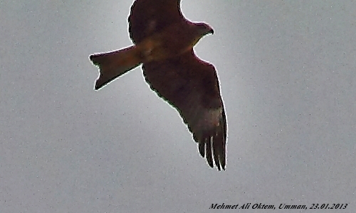 Black Kite