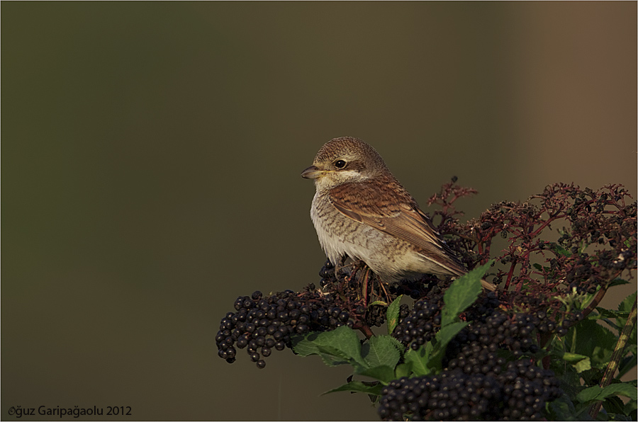 Red-backed Shrike