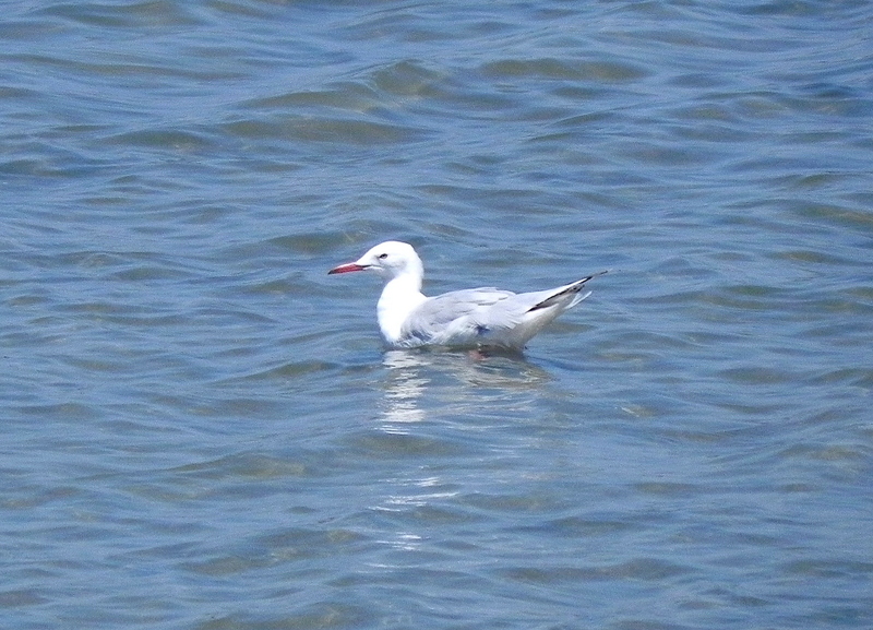 Slender-billed Gull
