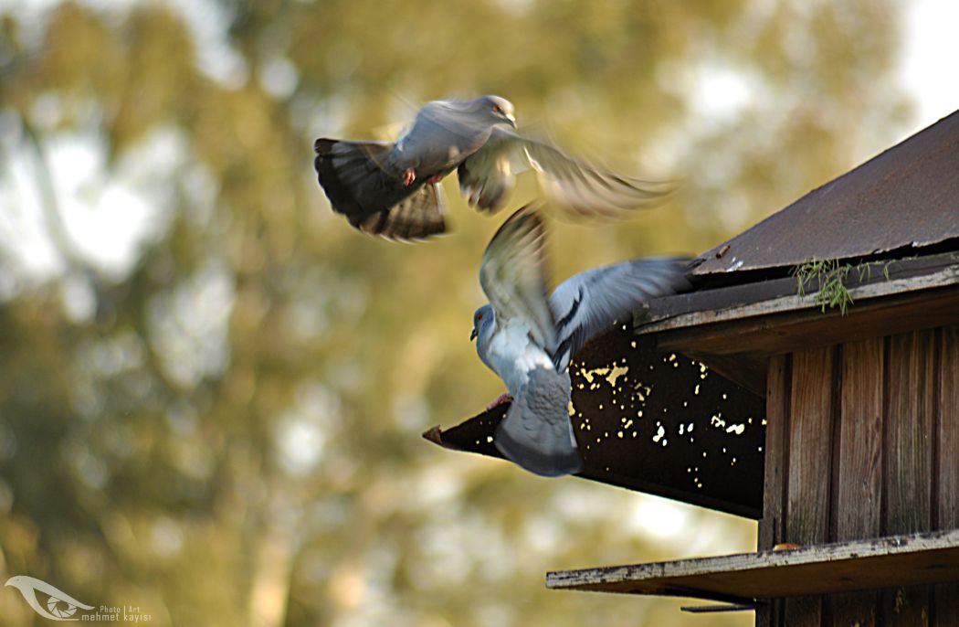 Rock Dove