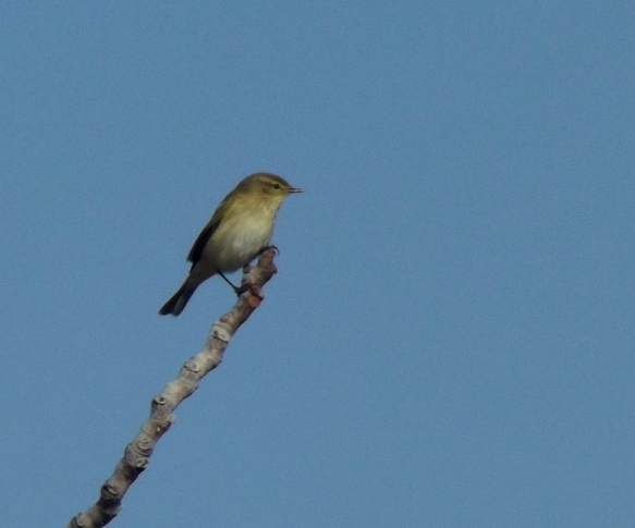 Common Chiffchaff