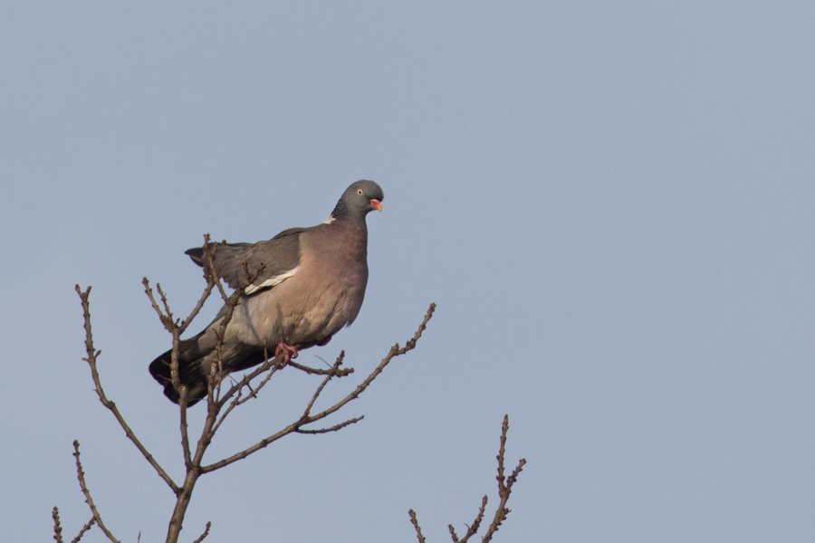 Common Wood Pigeon