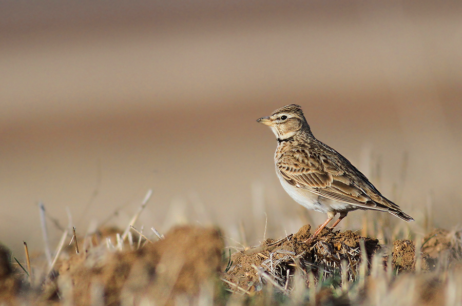 Bimaculated Lark