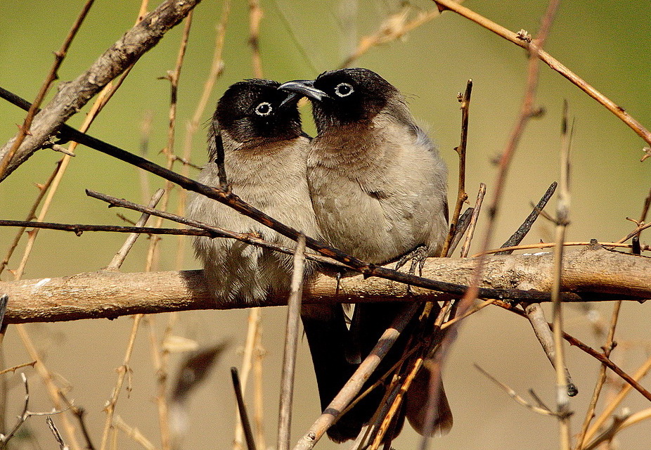 White-spectacled Bulbul