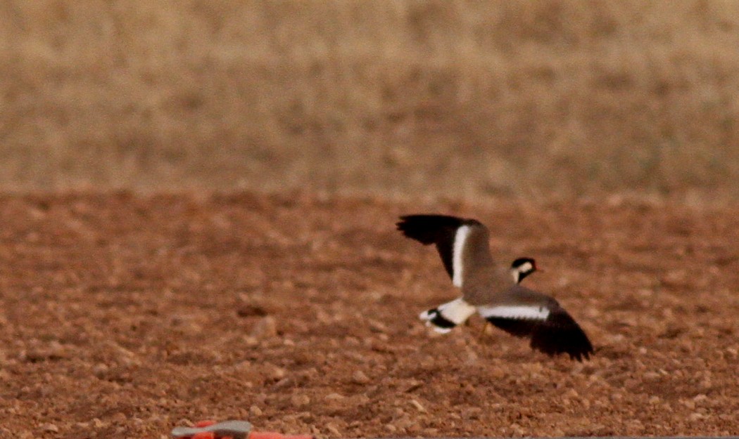 Red-wattled Lapwing