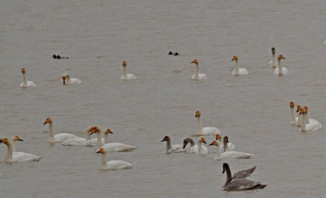 Tundra Swan