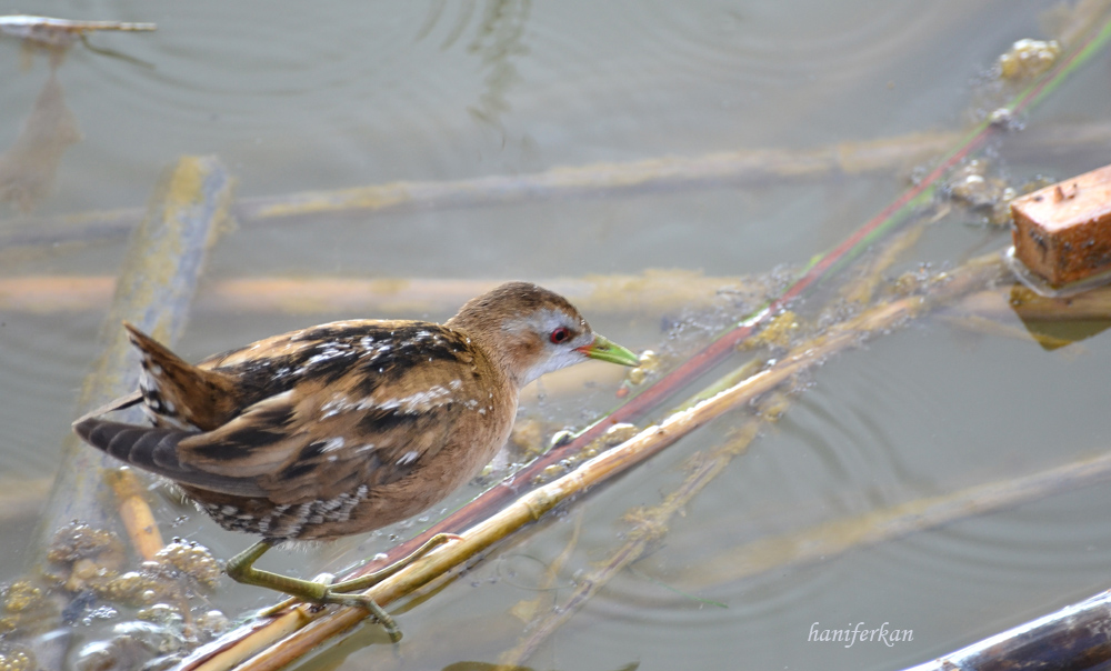 Little Crake