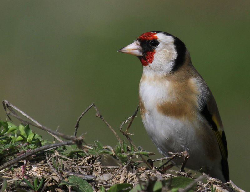 European Goldfinch