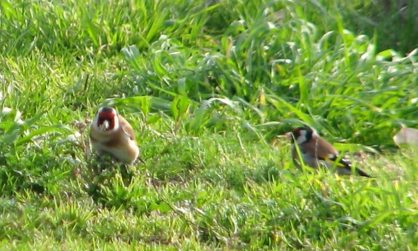 European Goldfinch
