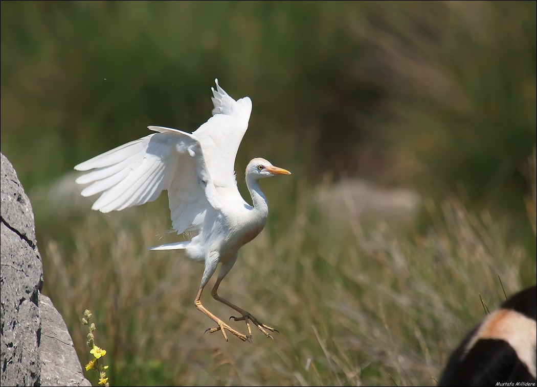 Western Cattle Egret